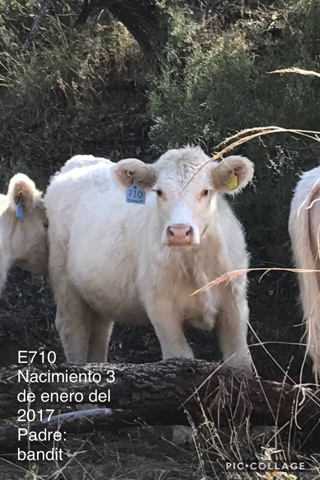 Rancho la Aguita en Chihuahua