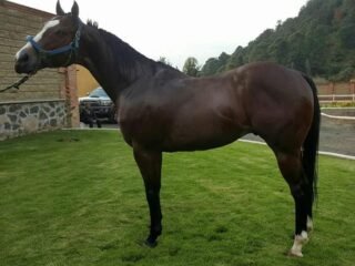 Semental ROYAL INVASOR