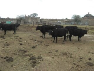 venta de vacas angus