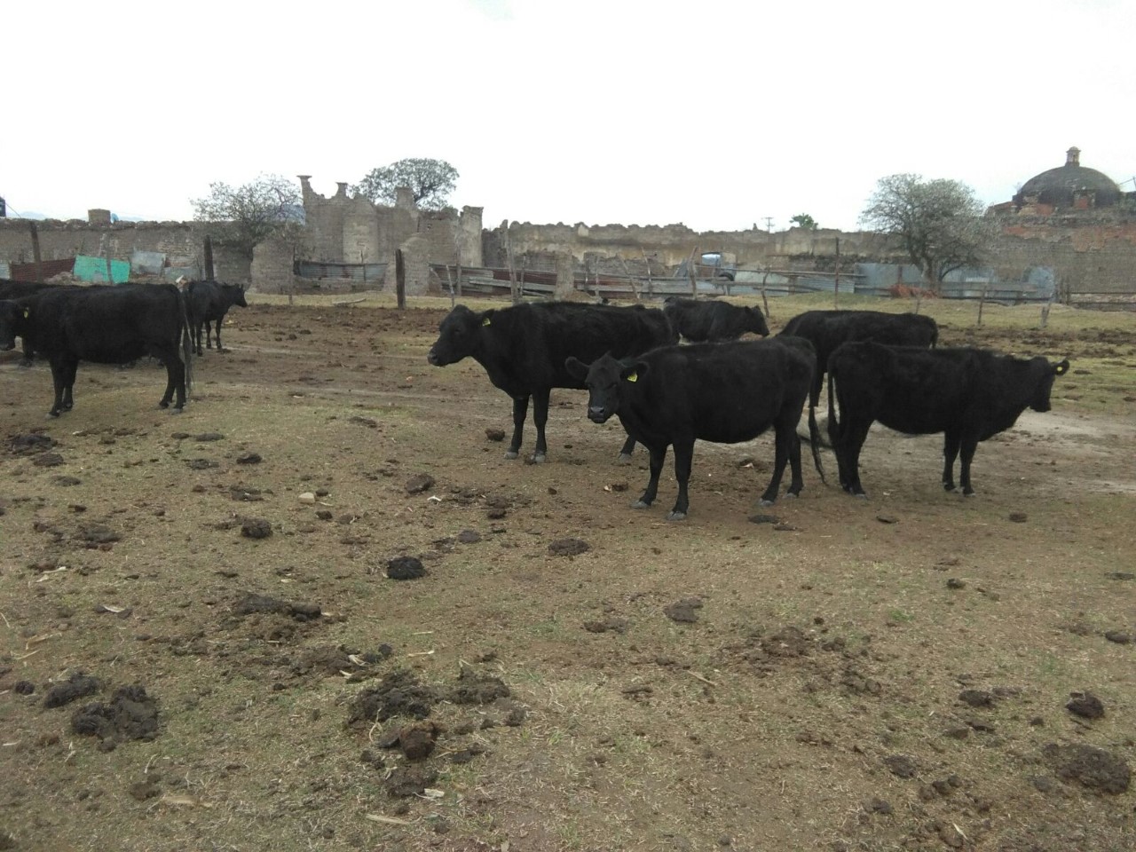 venta de vacas angus