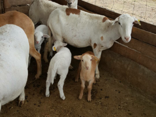 Venta de borrego f1 de engorda