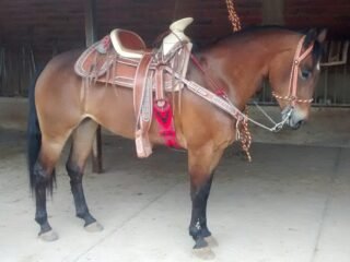 Potranca nieta de Hollywood dun it