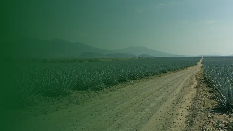 Camino de terracería hacia el horizonte entre campos agrícolas, representando el alcance de los anuncios en todo México.