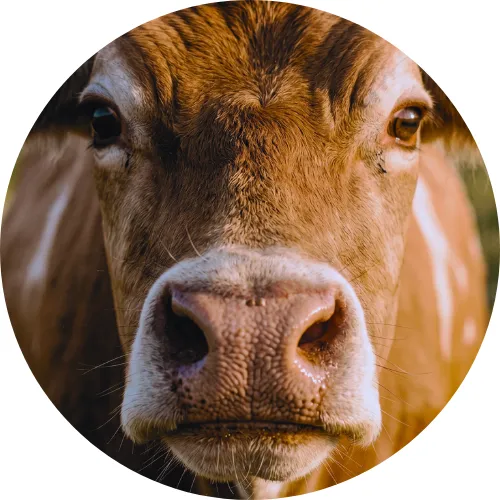 Comprar y vender ganado y animales de granja en México - MercaRancho.