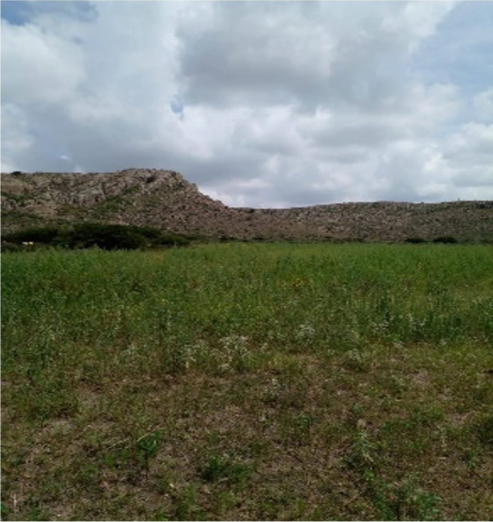 Terreno en Venta en Cienega de Quijas, Sierra de Laureles, Calvillo, Aguascalientes.