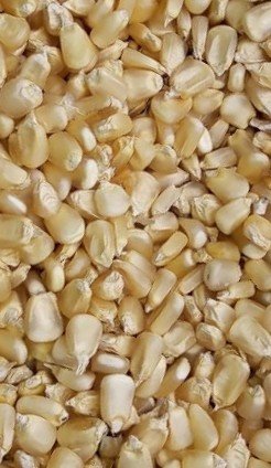 Maíz Blanco de Cosecha de Buena Calidad en Calakmul Campeche México