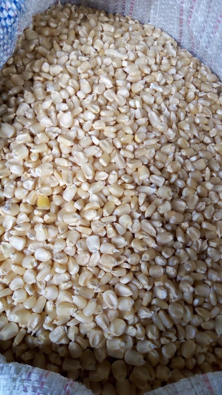 Maíz Blanco de Cosecha de Buena Calidad en Calakmul Campeche México