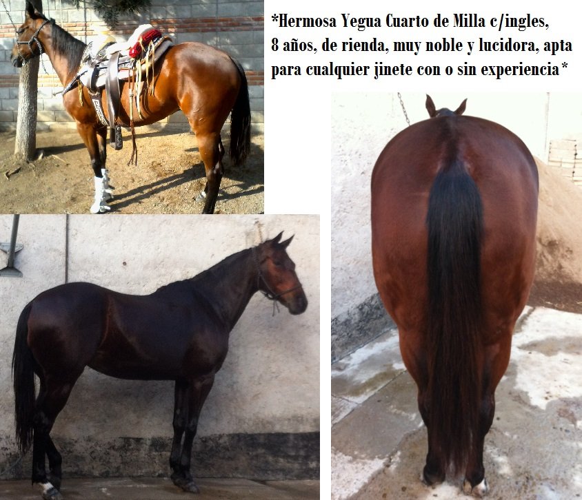 Hermosa Yegua Cuarto de Milla cIngles