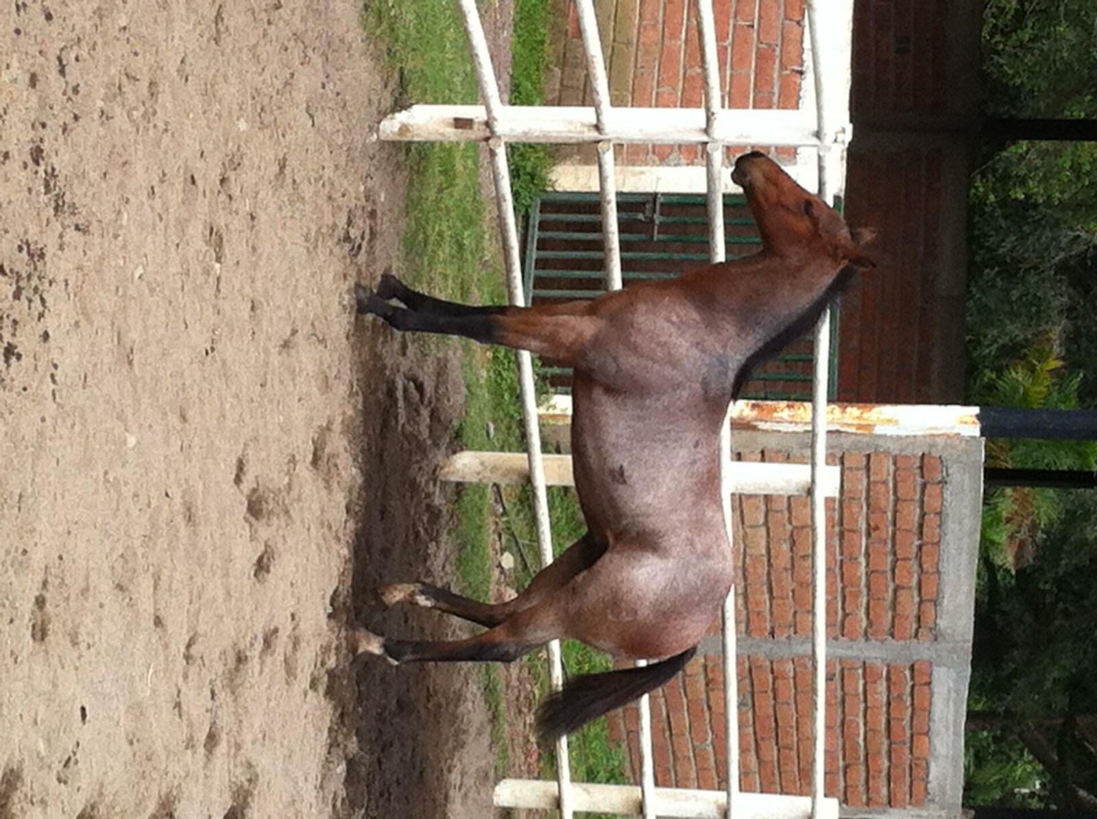 NIETO DE GUNNER Y HOLLYWOOD DUN IT