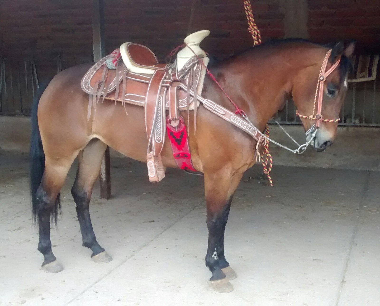 Potranca nieta de Hollywood dun it