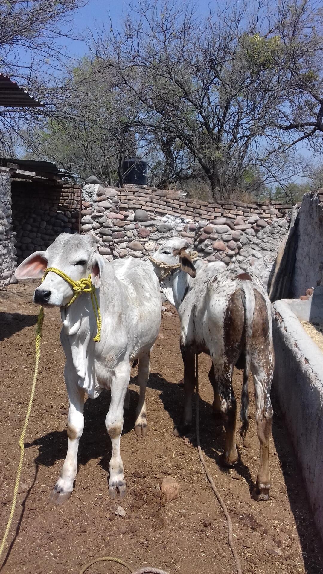venta de becerros para semetales