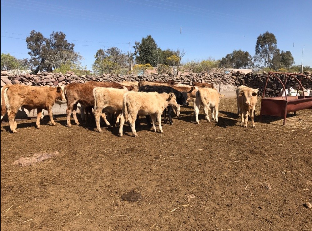 Venta de lote de becerros