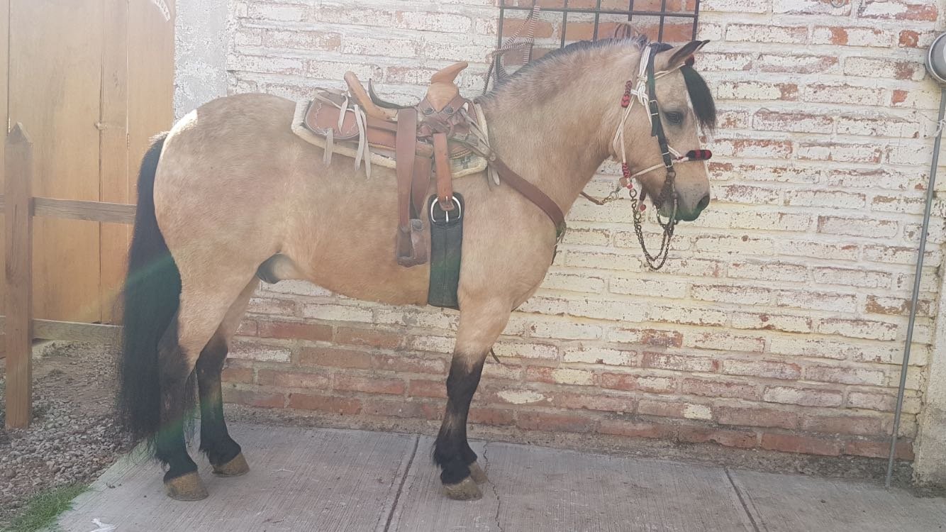 Excelente oportunidad de caballo