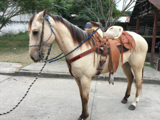 pic7b5ukcintl7hbcjce5423d79b9ff494f4734ee9046752bf249