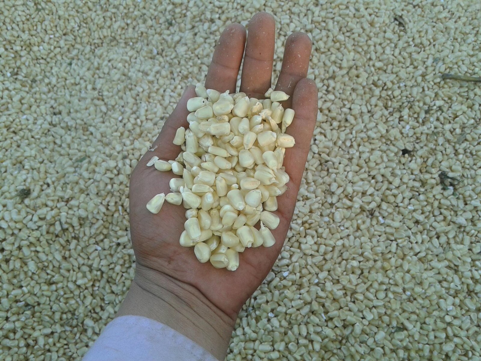 Maíz blanco de campeche