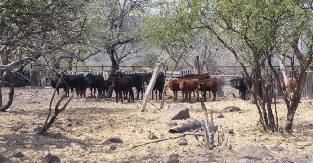 Venta de toros y vacas de lidia