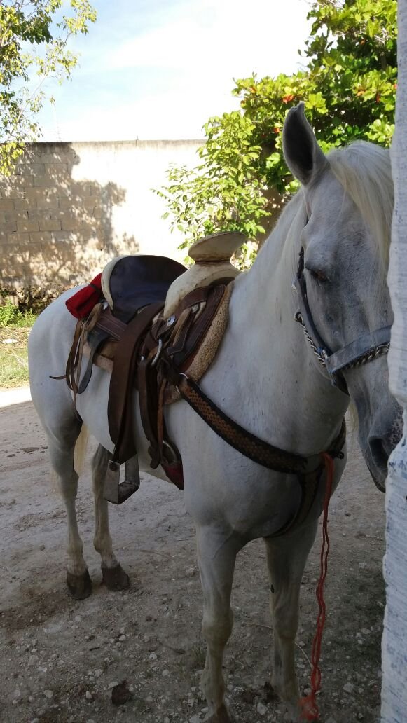 Vendo caballo tordillo