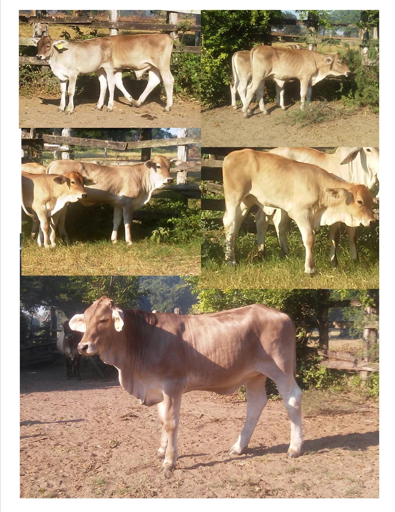 Lote de 5 Becerras raza Suizbu