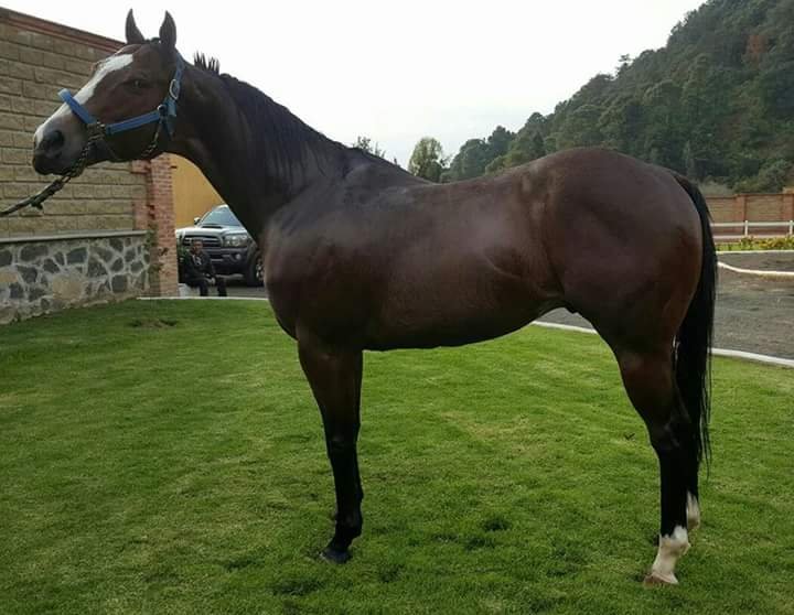 Semental ROYAL INVASOR