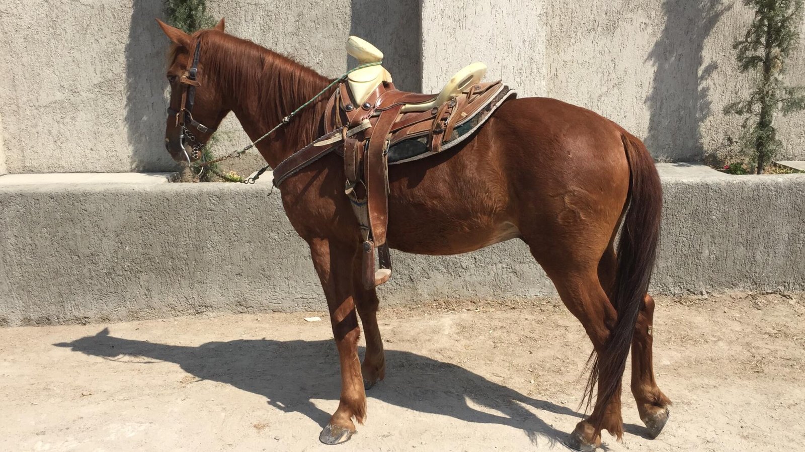 Caballo para el trabajo