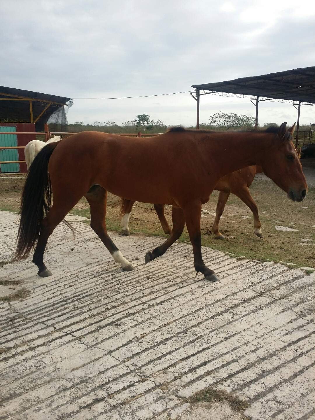 Venta de potrillos y potrancas