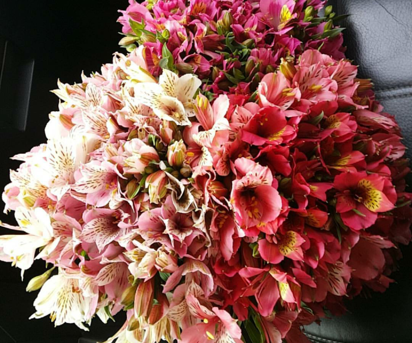 Venta de Alstromelia