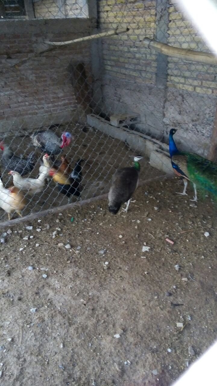 Pavo real  hembra y macho y codorniz