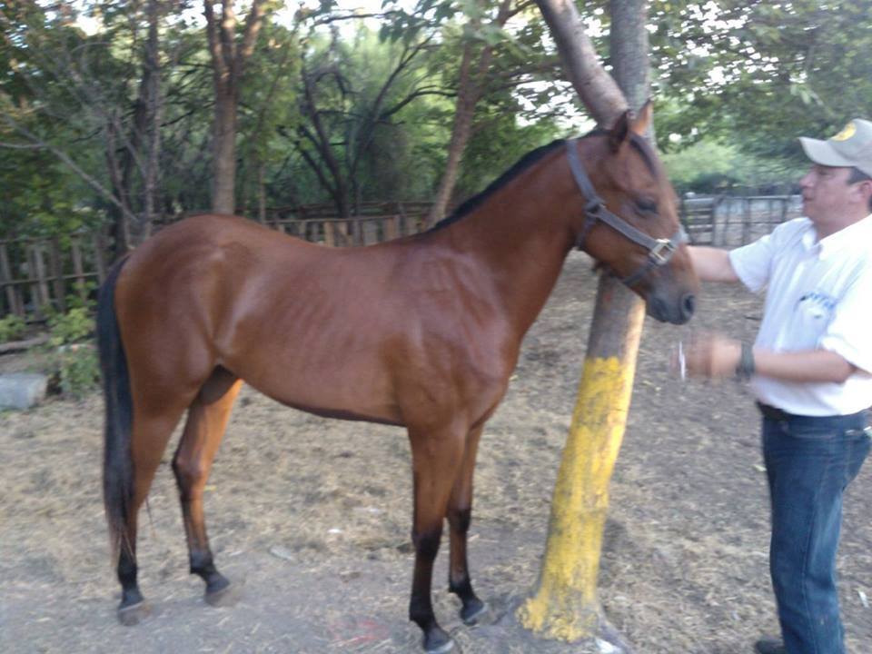 potrillo 1 año 6 meses