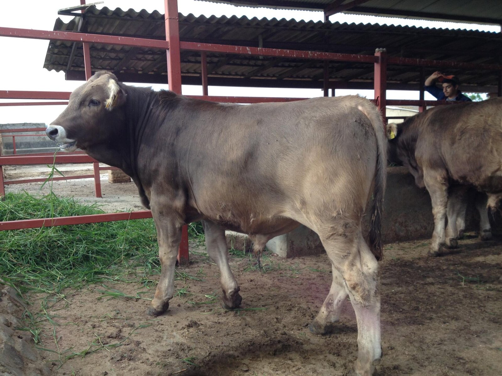 SEMENTALES SUIZO EUROPEO DE REGISTRO