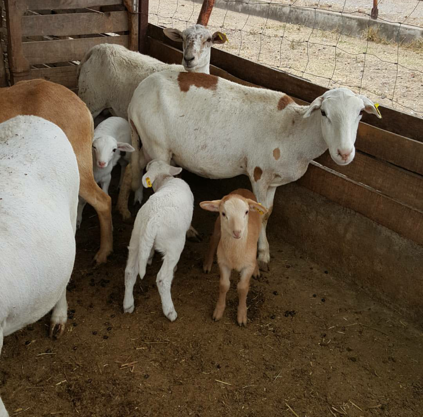 Venta de borrego f1 de engorda